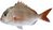 60m Snapper Bigfish Grade 5.5inch x 25MD Mesh Net