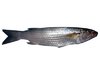 20m NZ Mullet Fishing Net  Mono 100mm