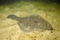 Read entire post: Flounder Nets Fishing Info May 2023